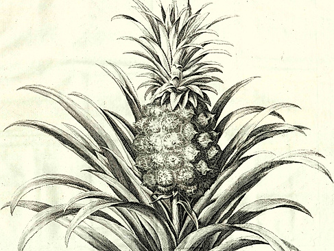 Der Küchengarten Ludwig des Vierzehnten