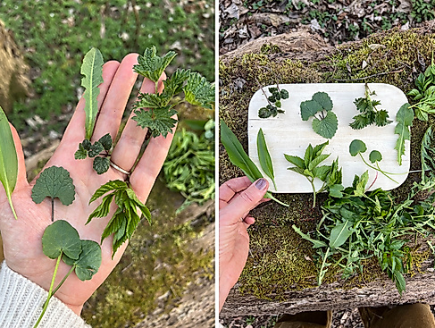 Sammeln und Anwenden von Wildkräutern in Hamburg und Schlwswig-Holstein mit Waldimpuls-Hamburg.