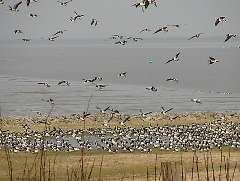 Zugvogeltage