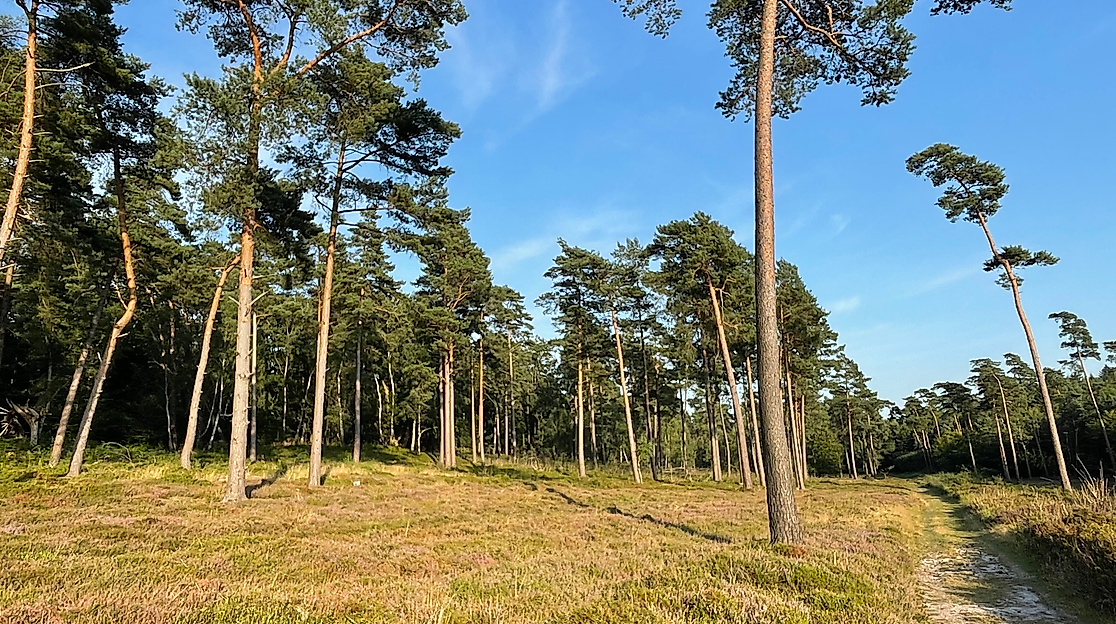 Hochsommerliches aus Wald und Flur