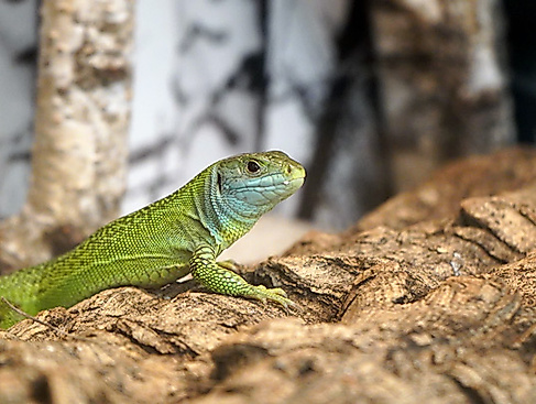 reptil
