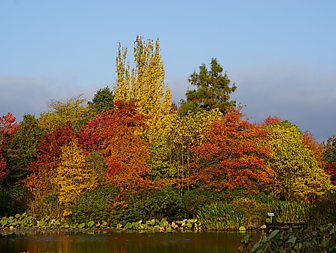 Herbstfärbung