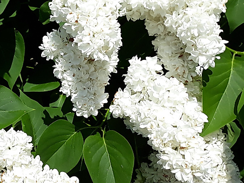 Pfingstgottesdienst mit anschl. Brunch