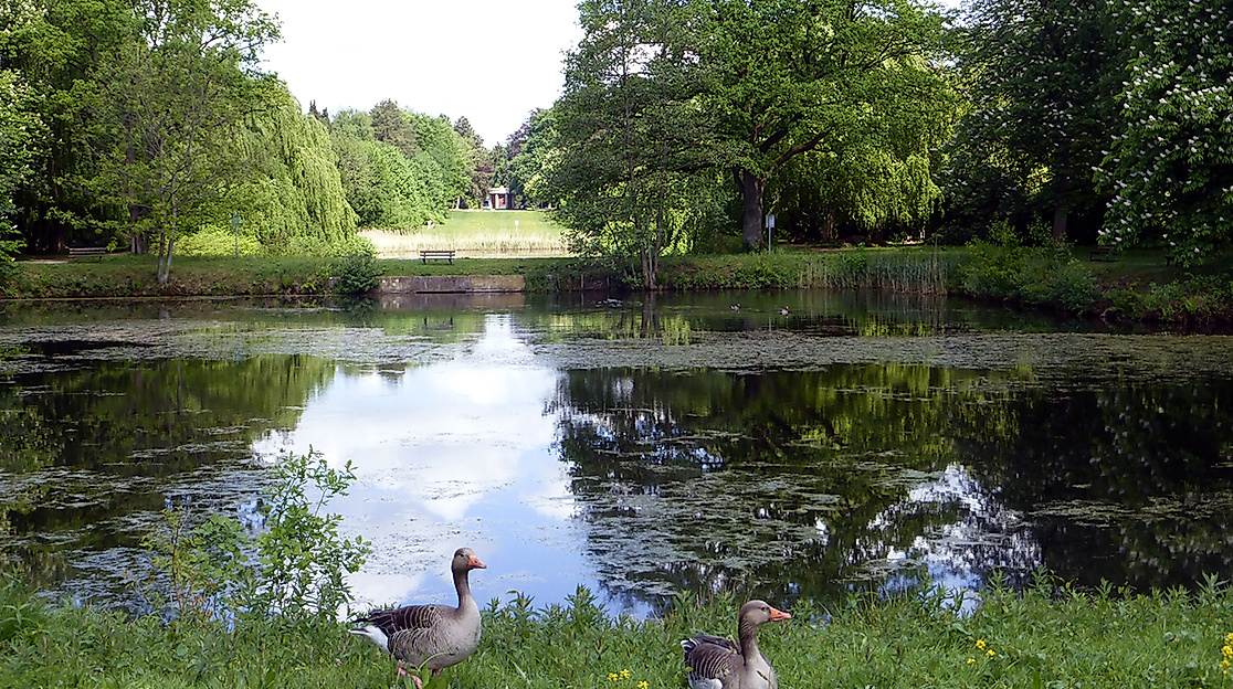 ohlsdorf-fahrradlesetour-2026-teich-foto-ayna-steigerwald