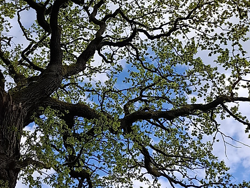 Achtsamkeit in der Natur