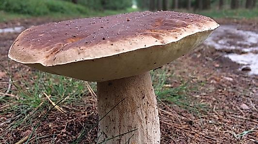 Pilz im Naturpark Südheide