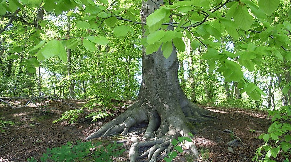 Lesung für den Baum