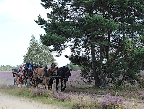 kutschfahrt-in-der-heide-2014-jg-2_2