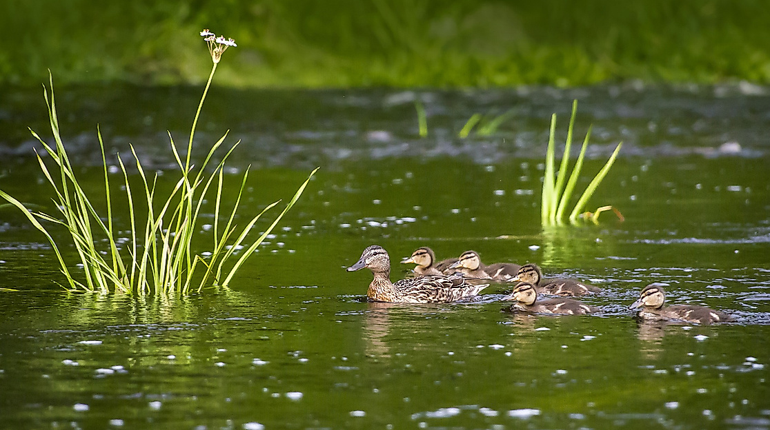 duck-family-gef02beac1_1920_1