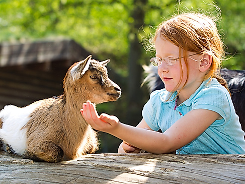 Wildpark Lüneburger Heide Streichelzoo