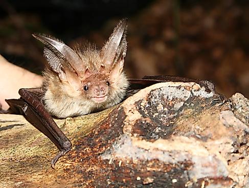 Naturpark-Tour: Fledermauskastenbau mit anschließender Fledermaus-Wanderung