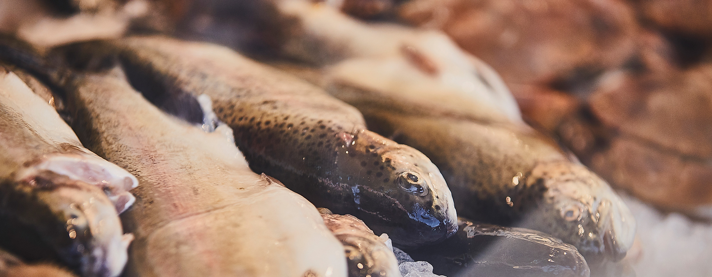 Fischmarkt Hamburg