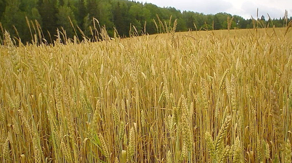 Weizenfeld