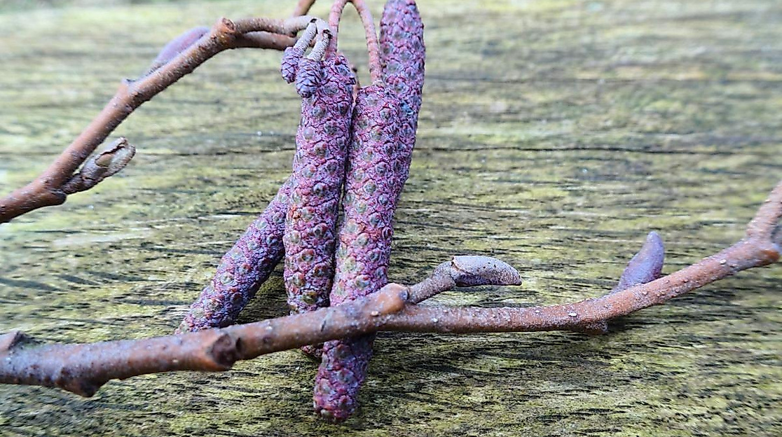 Die Heilkraft der Knospen