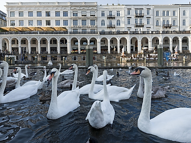 Schwäne vor den Alsterarkaden in Hamburg mit eleganter Architektur und mediterranem Flair