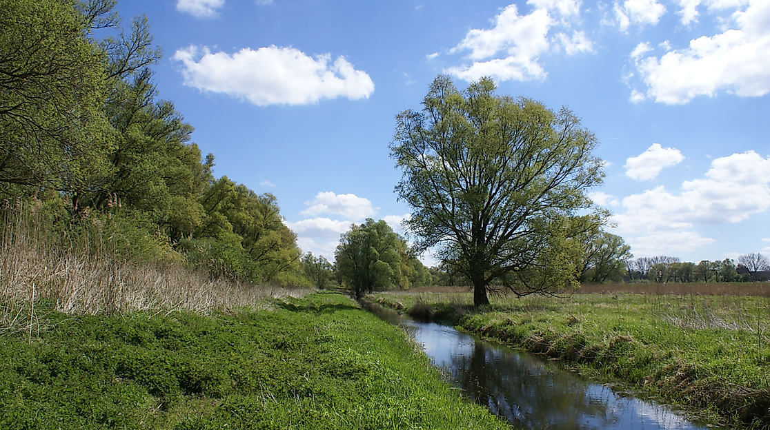 NSG Finkenwerder Süderelbe