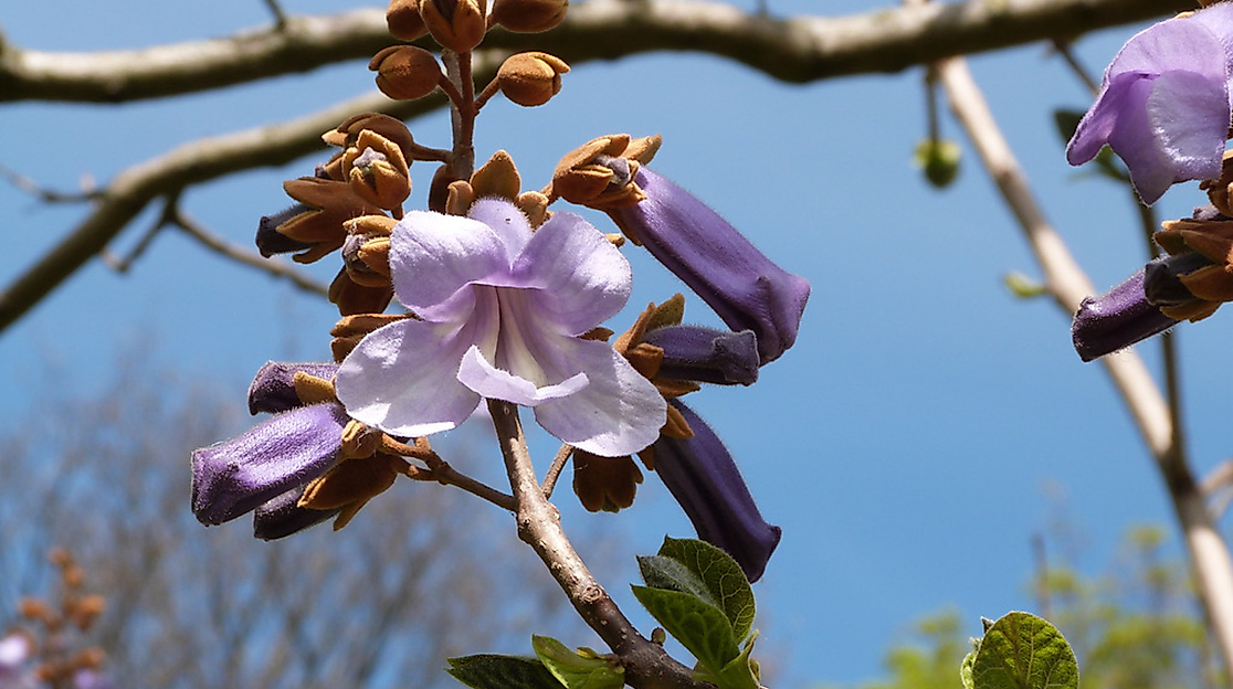 Chinesischer Blauglockenbaum