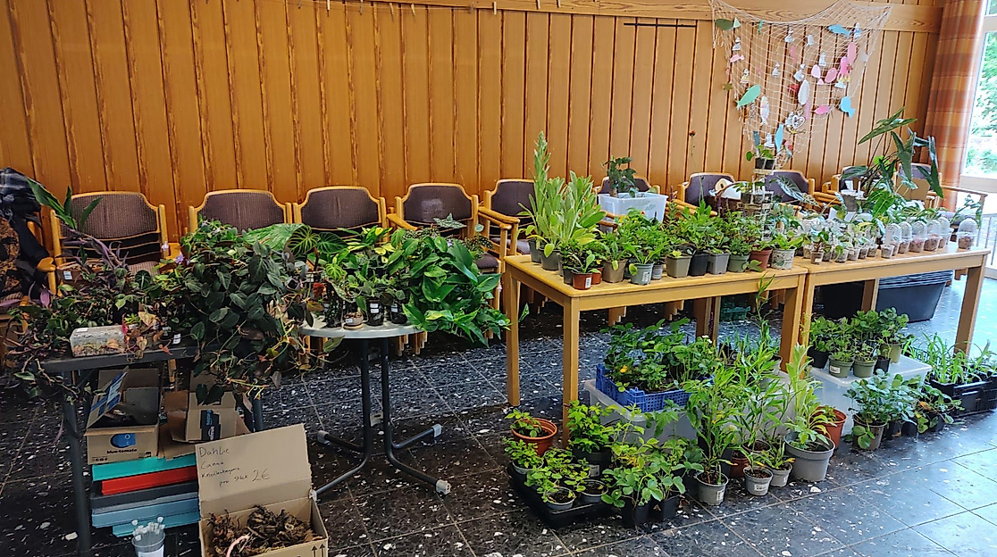 Pflanzenbörse Fischbek 2025