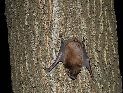 Naturpark-Tour: Fledermäuse und ihre Lebensräume – eine abendliche Wanderung