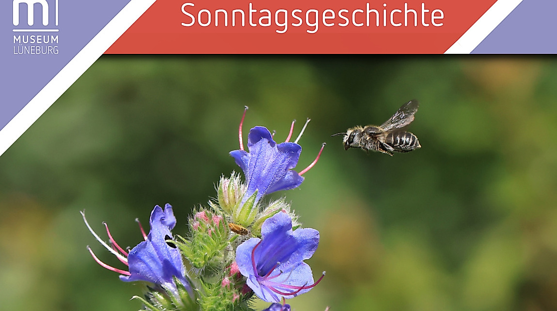 Sonntagsgeschichte zu Insektenbiografien aus Lüneburg