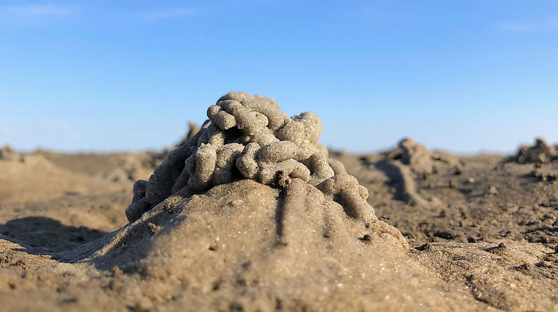 Führung: Wattwanderung vor dem Meldorfer Speicherkoog