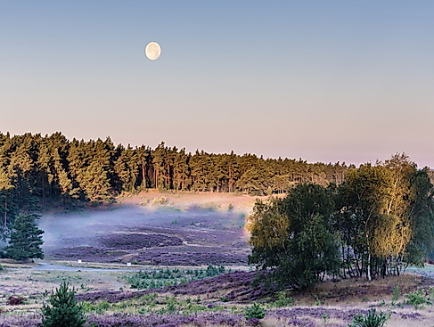 Fischbeker_Heide_c_LueneburgerHeideGmbH
