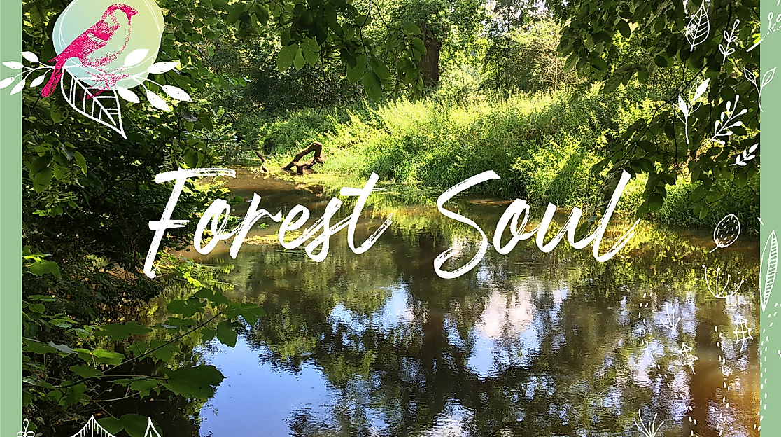 Auszeit im Wald -Forest Soul, waldimpuls-hamburg