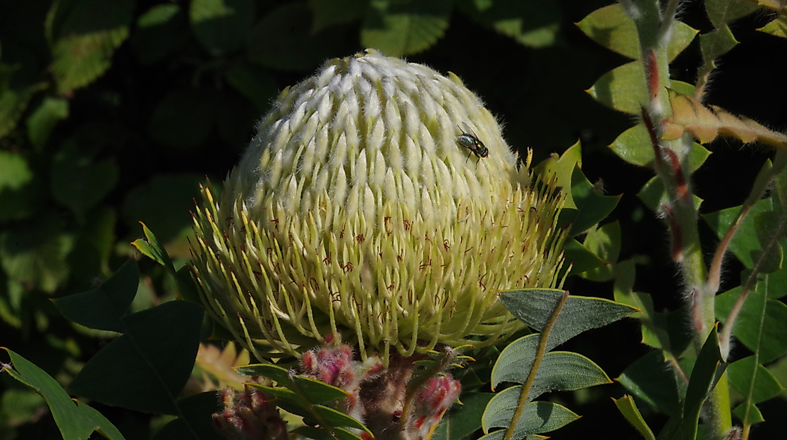 Vogelnest Banksie