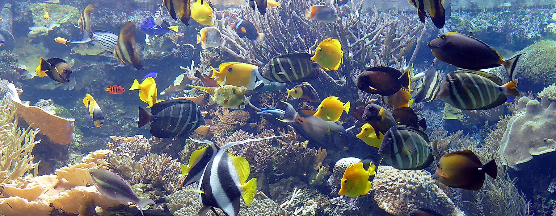 Tropen-Aquarium Hagenbeck
