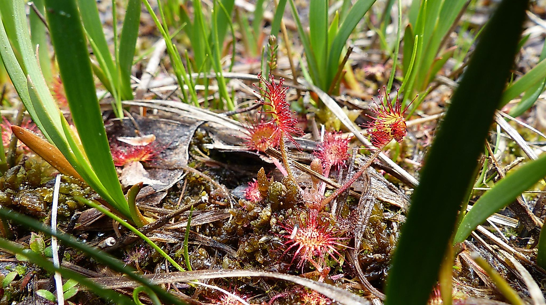 Natur - leicht gemacht: Von der Krickente zur Heidelerche