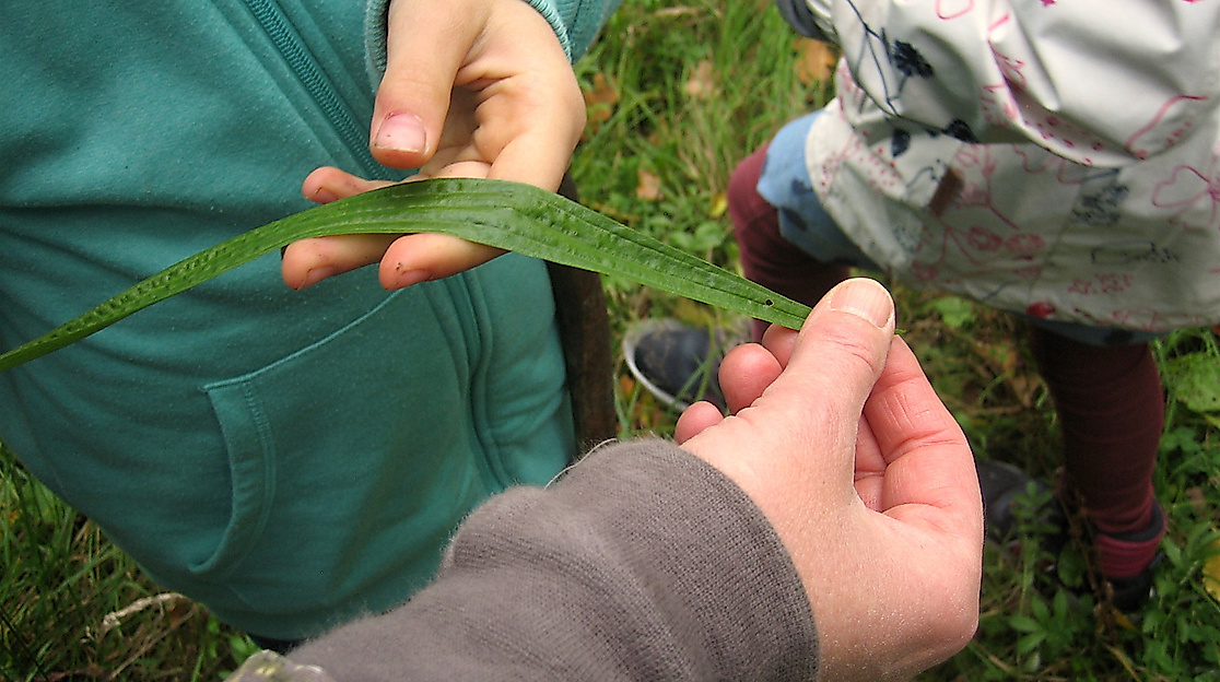 Pressefoto_ChrissiBreyer_Kräuterernte mit Kindern