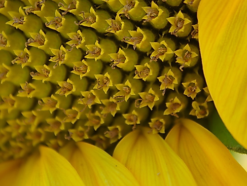 Sonnenblume