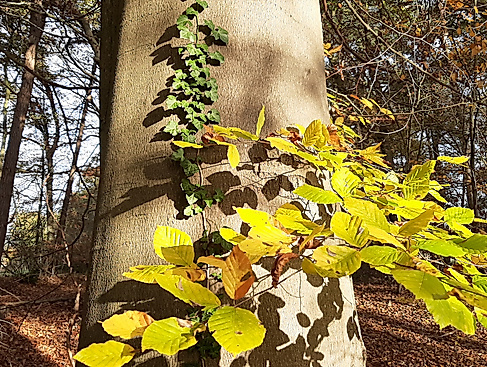 Herbstwald_gehstein