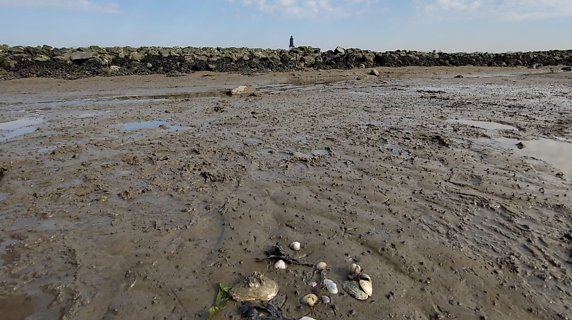 Wattenmeer im Wandel-Die Flora & Fauna des Watts im Zeichen der Klimaveränderung