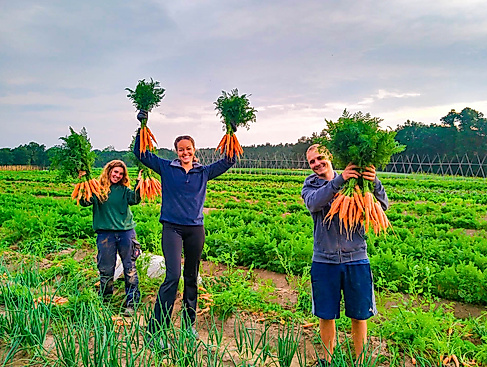 Demeter-Gemüseanbau