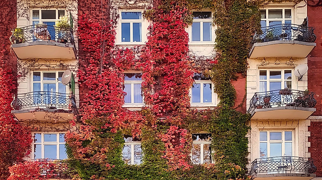 Wohnhausfassade in Hamburg Eimsbüttel mit herbstlich rot-grünem Weinbewuchs und verzierten Balkonen