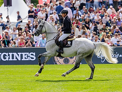 Tageskarte Sonntag Springen 2026