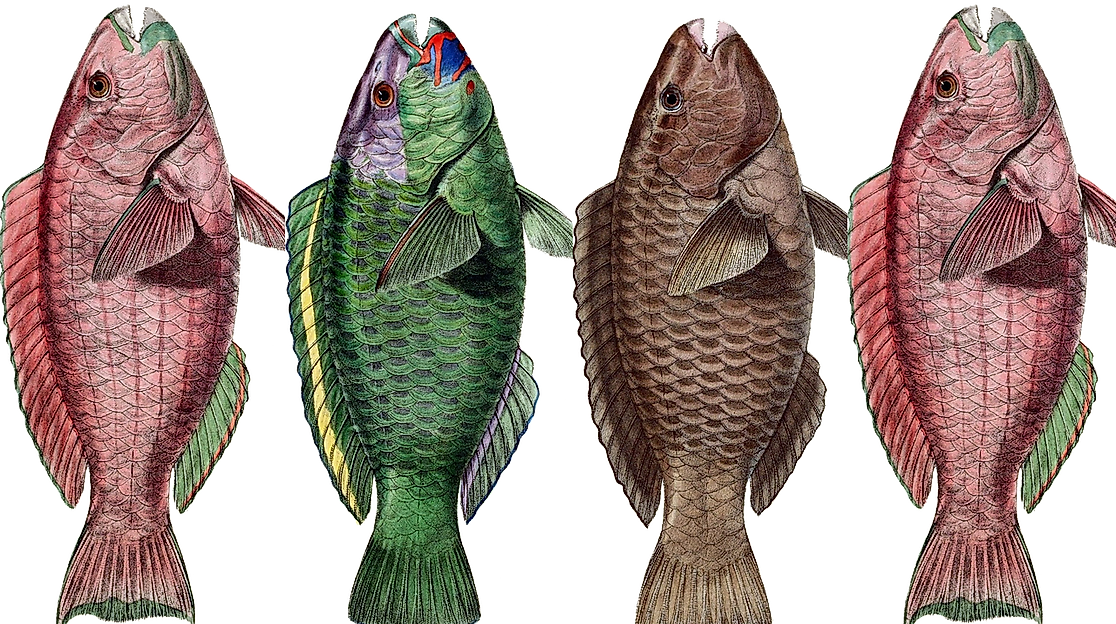 fish-7961064_1280