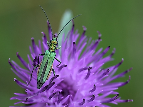 Zwischen Wiese und Wissenschaft