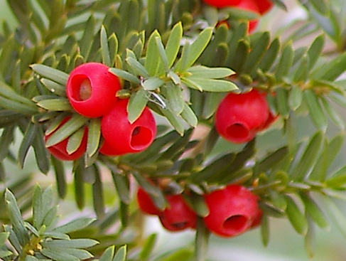 Eibe - Giftpflanze des Jahres 2011