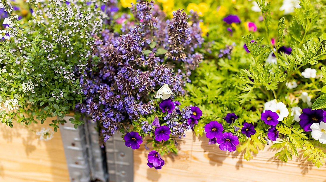 Mischkulturen für Hochbeete | Essbare Stadt Rehderplatz