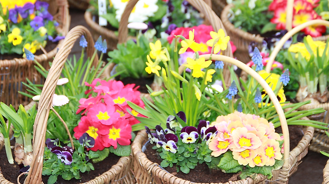 Verkaufsoffener Sonntag zum Frühlings- & Blumenmarkt