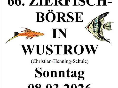 Aquarienverein Lüchow Dannenberg 40zig Jähriges bestehen und 66zigste Zierfischbörse am 08.03.2026