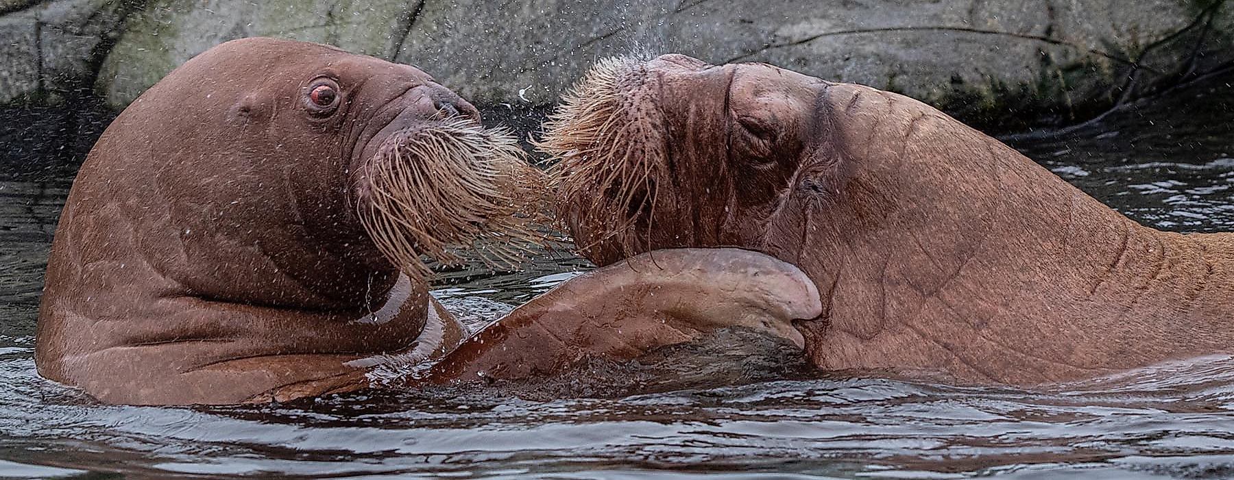 eismeer_petruska_odin_c_ls