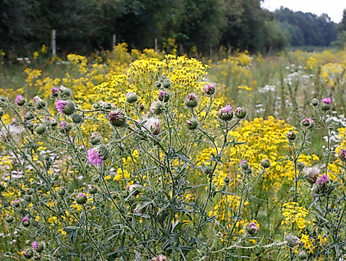 Naturpark-Tour: Wissenwertes über Pflanzen im Spätsommer
