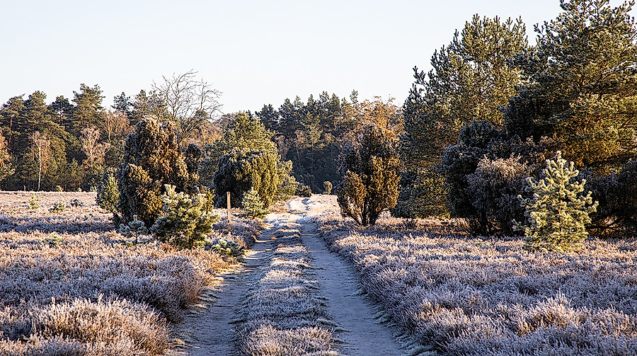 Oberoher Heide im Winter