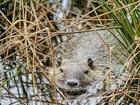 Nutria im Himmelmoor