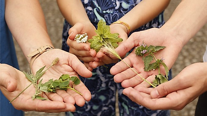 Kräuterspaziergang 3h Berlin, Hamburg