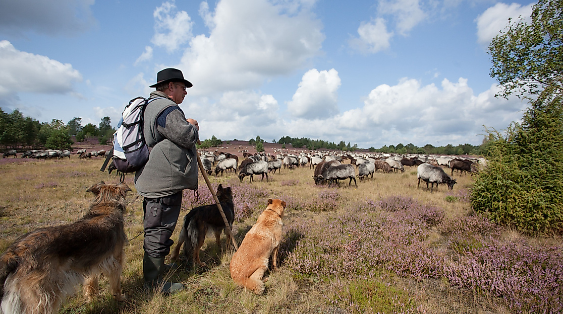 Besuch beim Schäfer und seiner Schnuckenherde