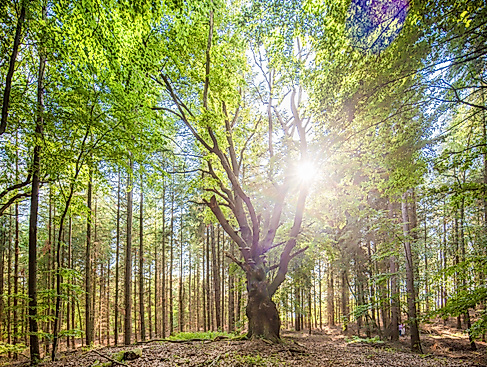 Naturpark-Erlebniswochen: Besondere Waldformen der Lüneburger Heide